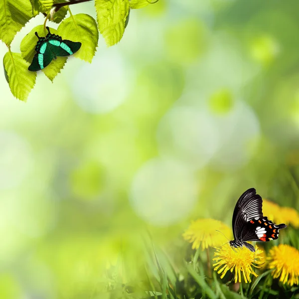 Pampelišky s motýl na louce — Stock fotografie