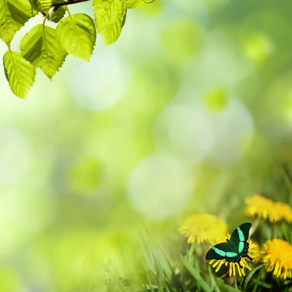 Dientes de león con mariposa en el prado — Foto de Stock