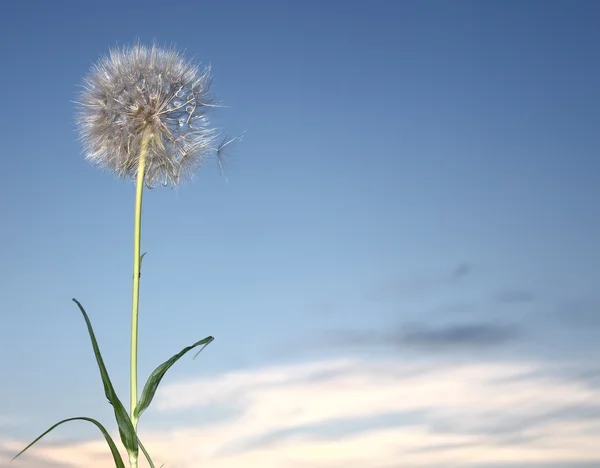 A Dandelion blowing seeds in the wind. — Stock Photo, Image