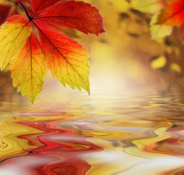 Autumn leaves above the water as a backdrop — Stock Photo, Image