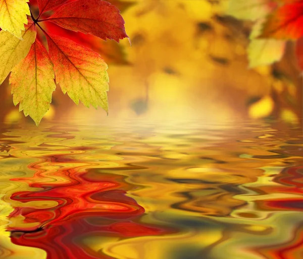 Autumn leaves above the water as a backdrop — Stock Photo, Image