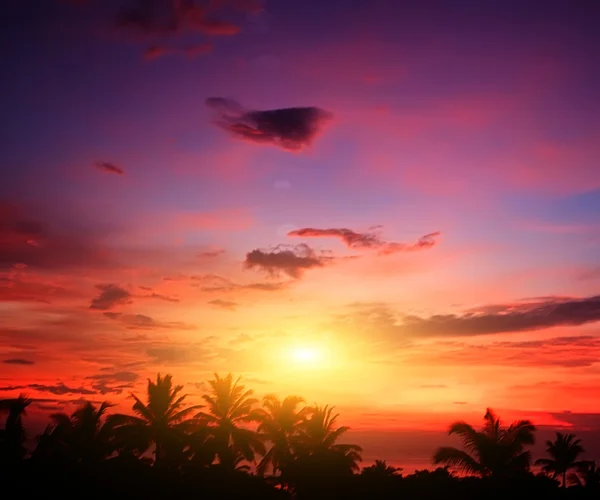 Coconut palm op zand strand in tropic op zonsondergang. Thailand — Stockfoto