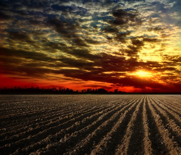 stock image The plowed field and tree