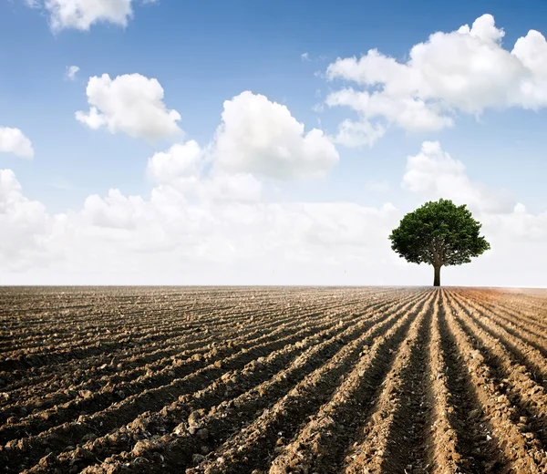 O campo arado e a árvore — Fotografia de Stock