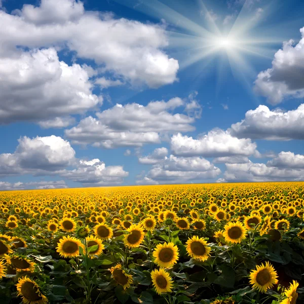 Pole slunečnice proti obloze — Stock fotografie