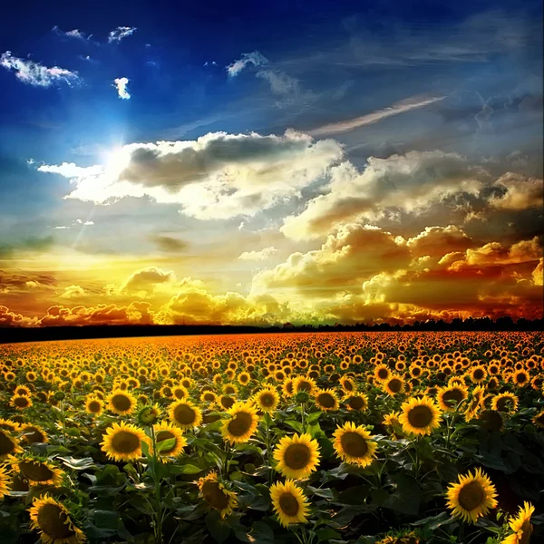 Fält av solrosor mot himlen — Stockfoto