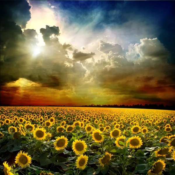 Alan ayçiçeği gökyüzü — Stok fotoğraf