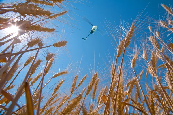 Ripe wheat against the sky — Stock Photo, Image