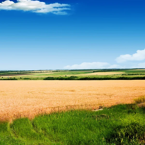 Пшеница против голубого неба — стоковое фото
