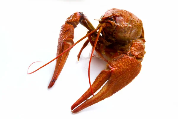 Stock image Crawfish on a white background