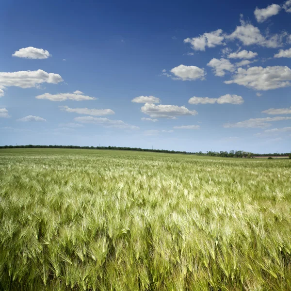 Zelená tráva, modrá obloha a bílé mraky — Stock fotografie