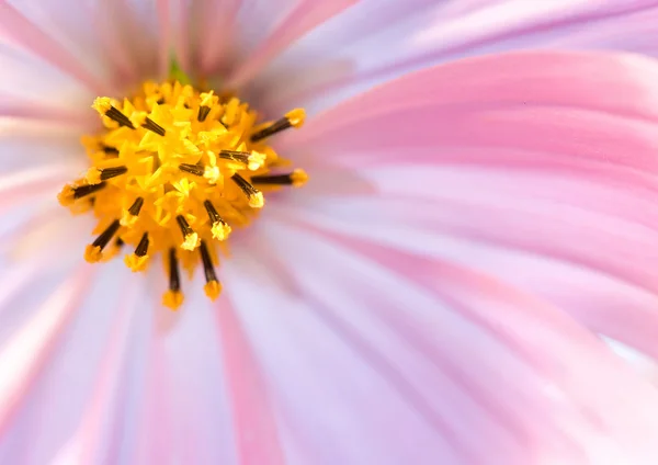 Close-up de flor contra fundo branco. Luz oposta. Profundidade de foco rasa — Fotografia de Stock
