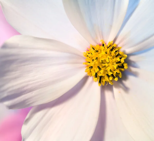 Close-up de flor contra fundo branco. Luz oposta. Profundidade de foco rasa — Fotografia de Stock