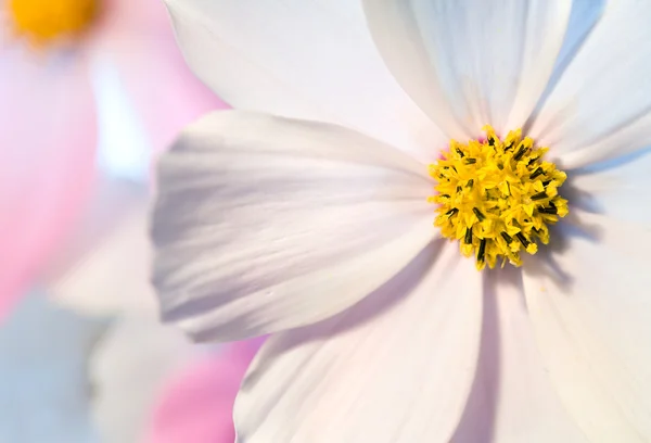 Detail květu proti Bílému pozadí. opak světla. mělká hloubka zaměření — Stock fotografie