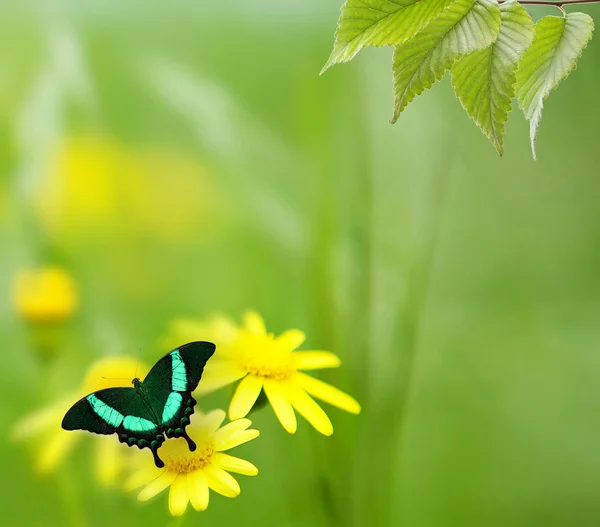 A yellow camomile is in a garden . Selective focus — Stock Photo, Image