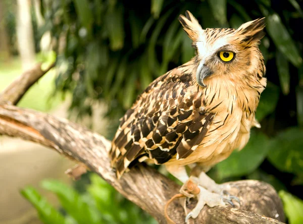 stock image Eagle owl in the wild nature