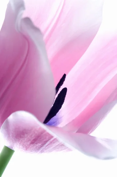 Bel tulipano rosa primo piano — Foto Stock
