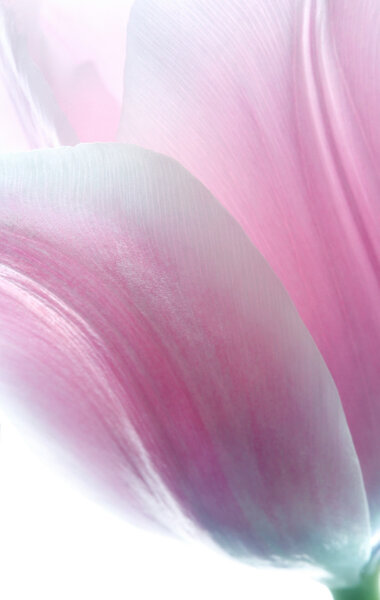 Beautiful pink tulip close-up
