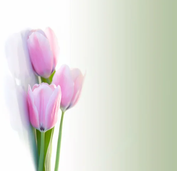 Buquê de tulipa sobre um fundo branco. Caminho de recorte — Fotografia de Stock