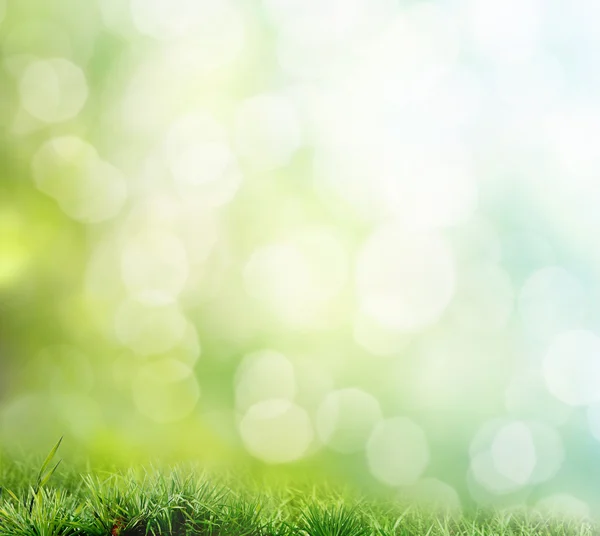 Seçici odaklı doğal yeşil arkaplan — Stok fotoğraf
