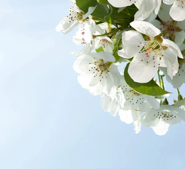 Μήλο άνθος close-up. λευκά λουλούδια — Φωτογραφία Αρχείου
