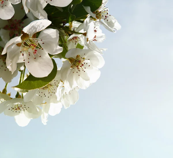 Elma çiçeği yakın çekim. beyaz çiçekler — Stok fotoğraf
