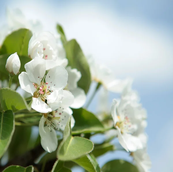 Detail květu Apple. bílé květy — Stock fotografie