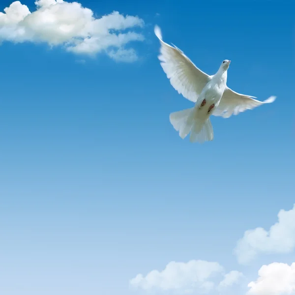 Pombo branco contra o céu azul — Fotografia de Stock