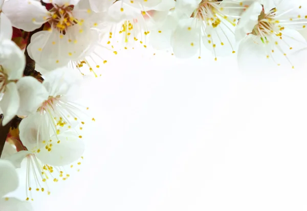 Flores um damasco — Fotografia de Stock