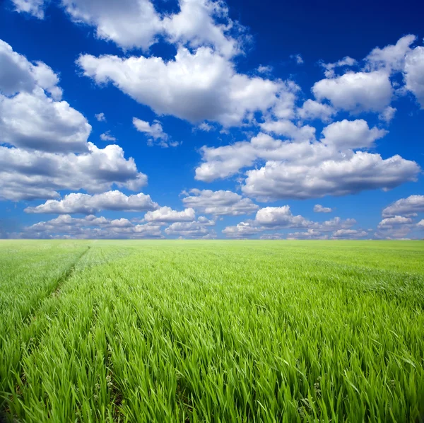 Zielona trawa, błękitne niebo i białe chmury — Zdjęcie stockowe