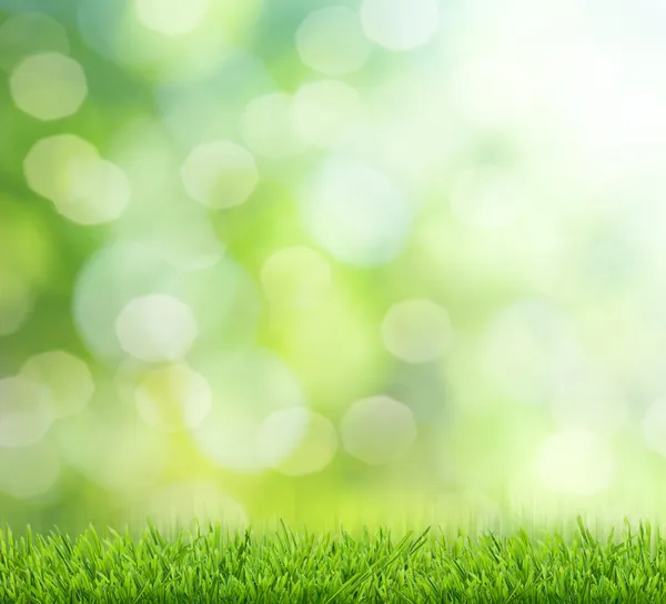 Seçici odaklı doğal yeşil arkaplan — Stok fotoğraf