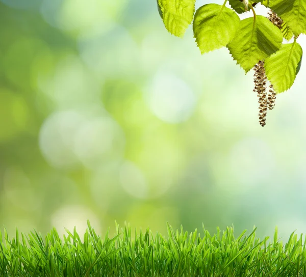 Sfondo verde naturale con attenzione selettiva — Foto Stock