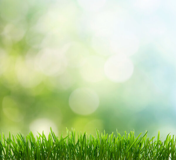 натуральный зеленый фон с избирательным фокусом