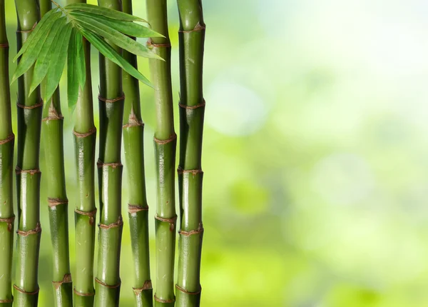 Green background of fresh hard chinese bamboo Stock Image