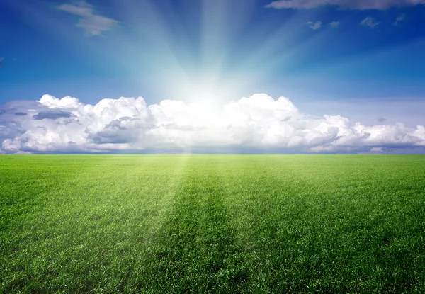 Green grass, the blue sky and white clouds Stock Picture