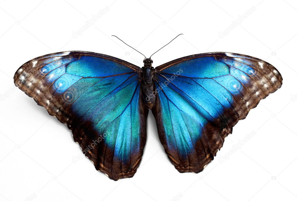 Butterfly morpho Rhetenor cacica isolated over white background