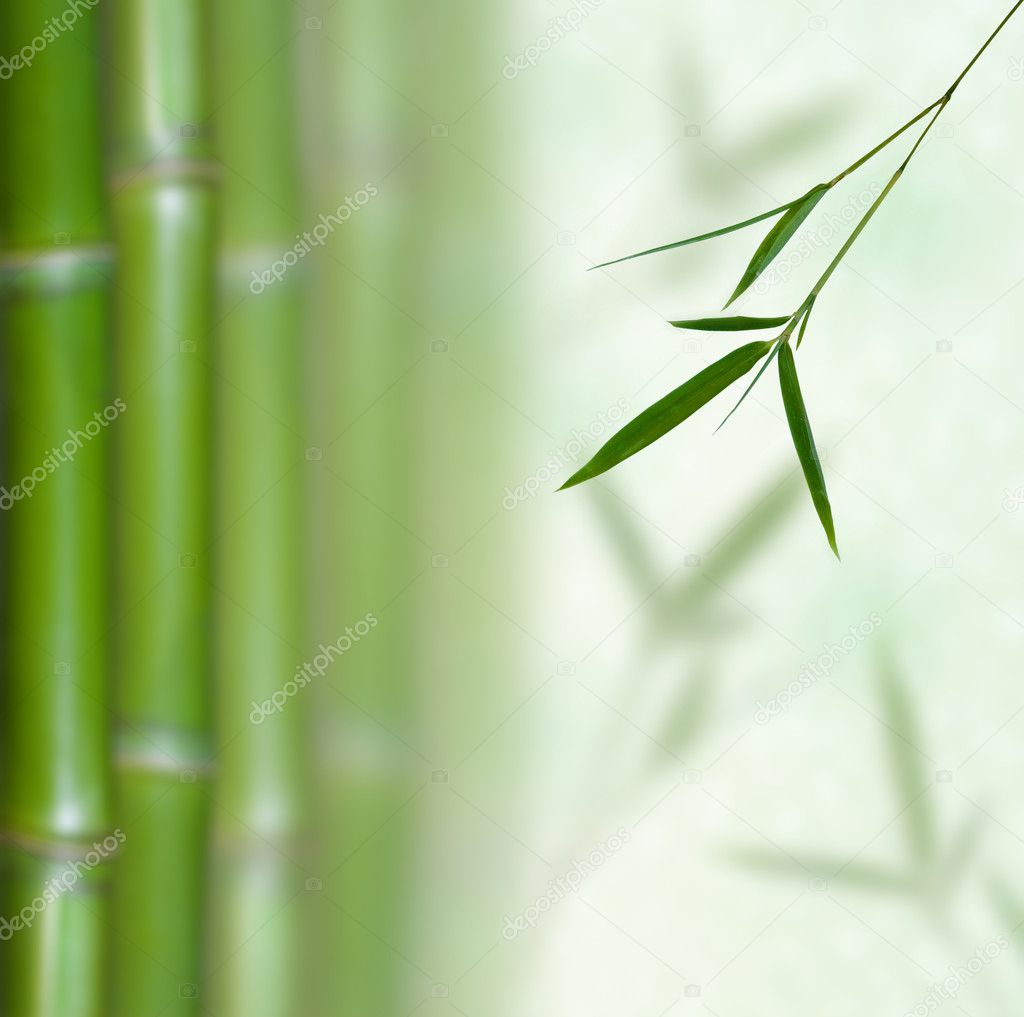Beautiful Bamboo Border. Bamboo a natural background