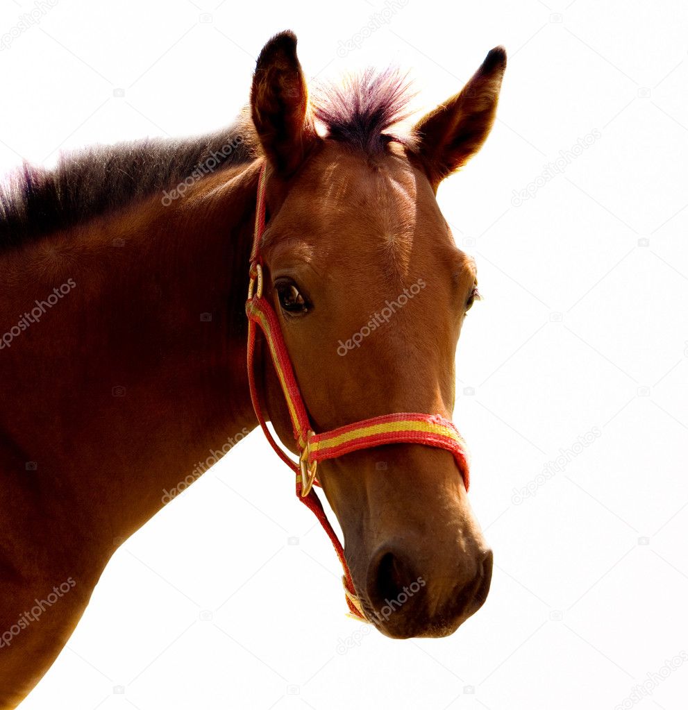 Horse on a white background. Isolated