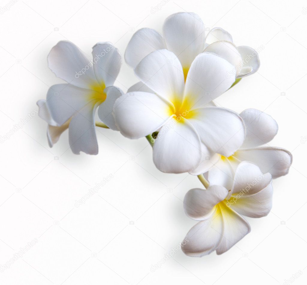 Flores hawaianas fotos de stock, imágenes de Flores hawaianas sin royalties  | Depositphotos