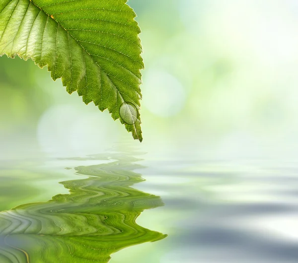 Hoja verde reflejándose en el agua del río, primer plano. Espacio de copia . — Foto de Stock