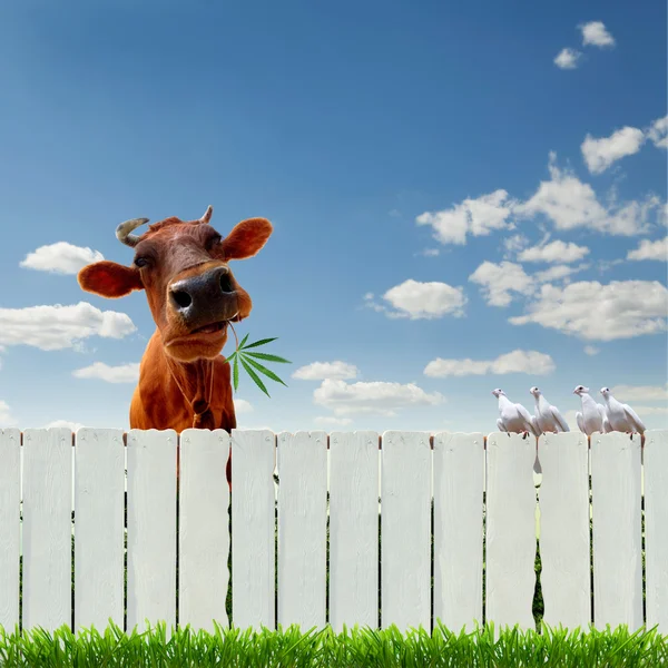 Vaca com marijuana sobre a cerca — Fotografia de Stock