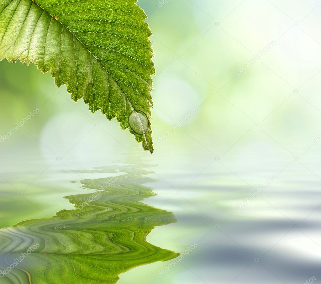 Green leaf reflecting in river water, closeup. Copyspace.