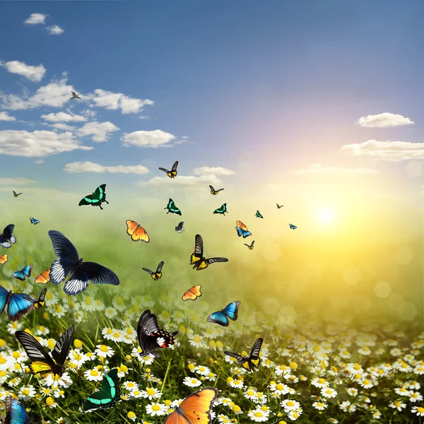 Schmetterling auf einem Gänseblümchenfeld — Stockfoto