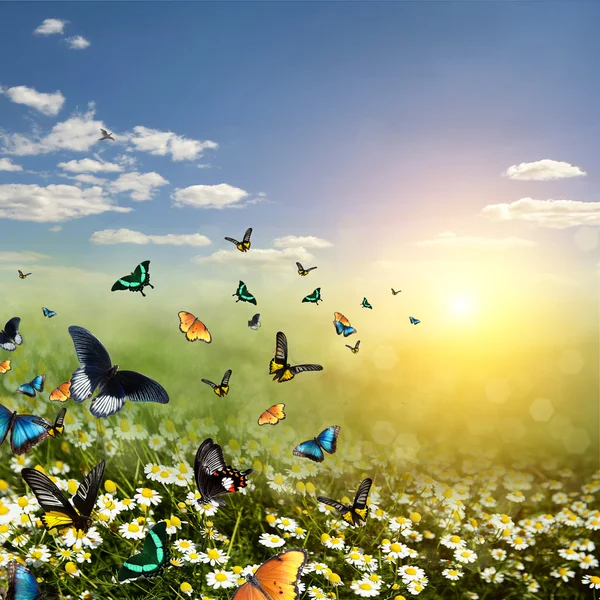 stock image Butterfly on a daisy field