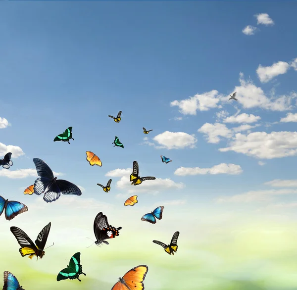 Gökyüzünde kelebekler — Stok fotoğraf