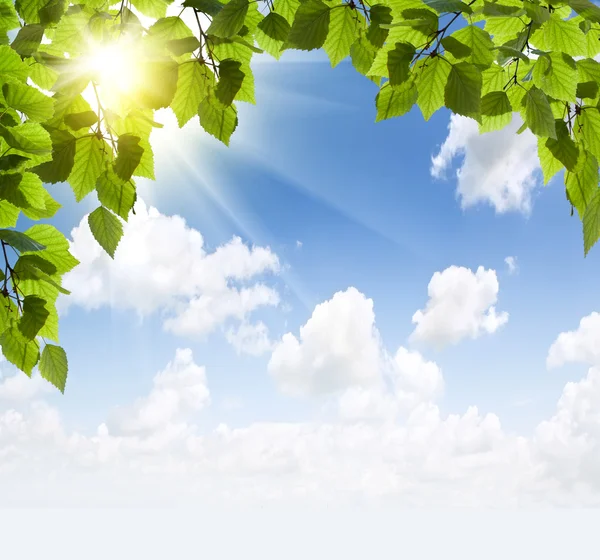 태양 광선과 녹색 잎 — 스톡 사진