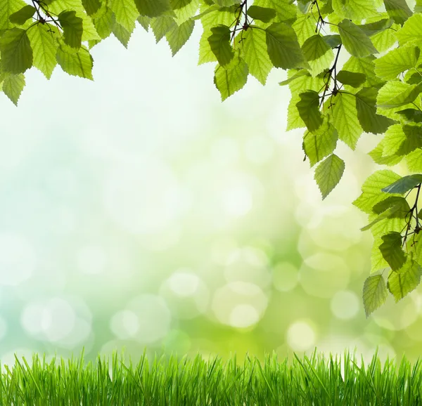Zon balken en groene bladeren — Stockfoto