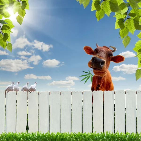 Vaca com marijuana sobre a cerca — Fotografia de Stock