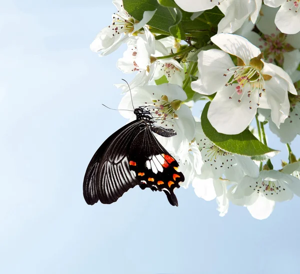 Motyl na białe kwiaty — Zdjęcie stockowe