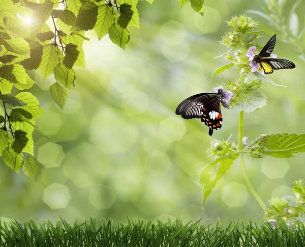 Borboleta — Fotografia de Stock